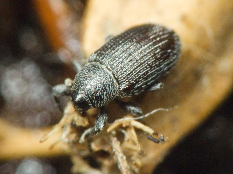 Gymnetron melanarium Germar, 1821